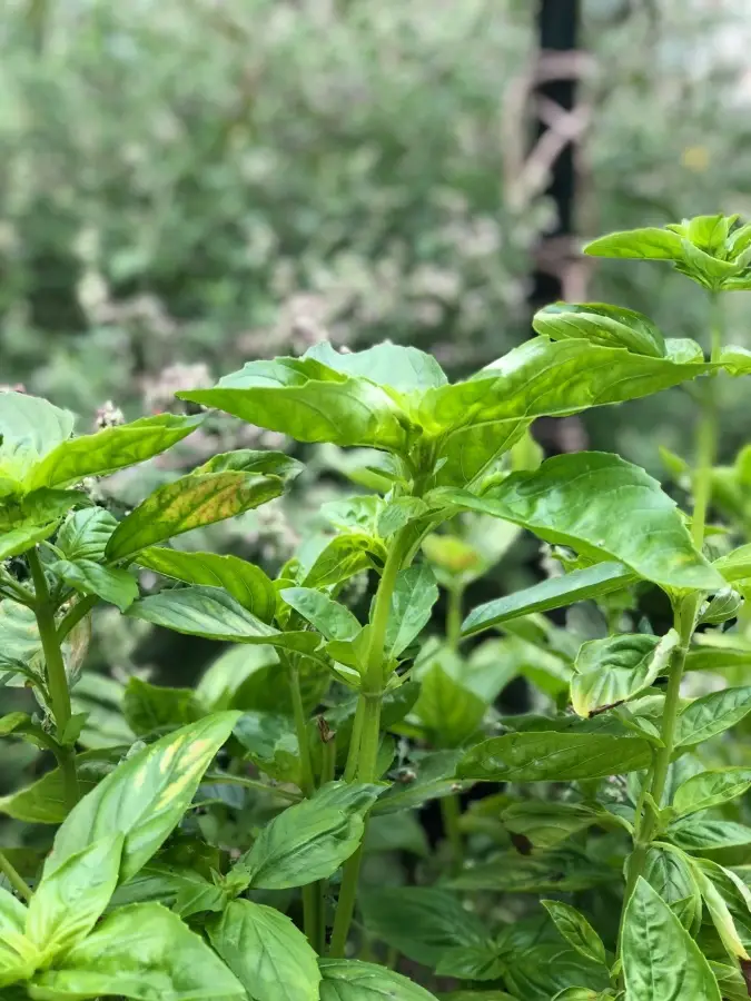 Beautiful Basil! How to Dry & Store Your Yield! Sweet basil plant