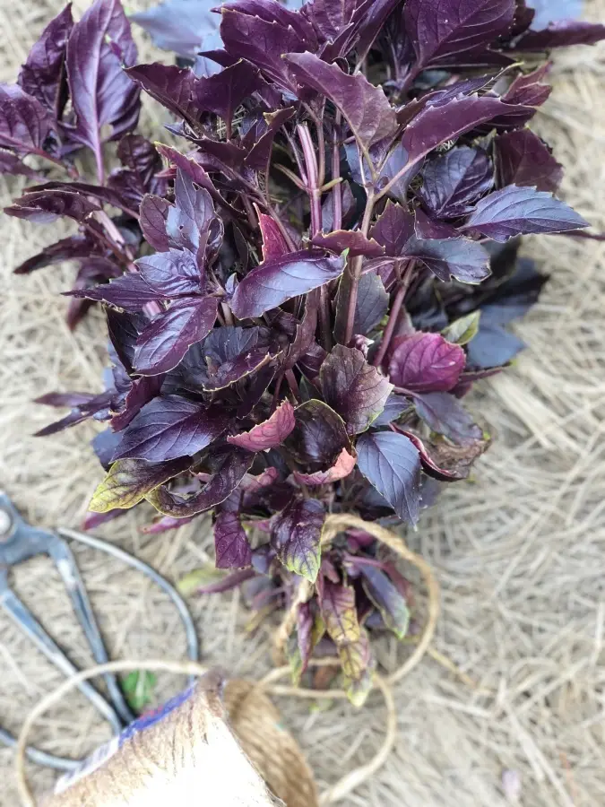 Beautiful Basil! How to Dry & Store Your Yield! purple basil tied with twine for hanging