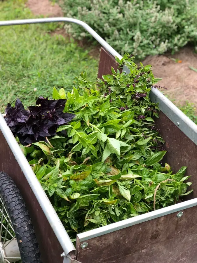 Beautiful Basil! How to Dry & Store Your Yield! Cart full of basil to dry