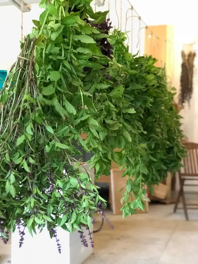 Beautiful Basil! How to Dry & Store Your Yield! fresh basil hanging to dry