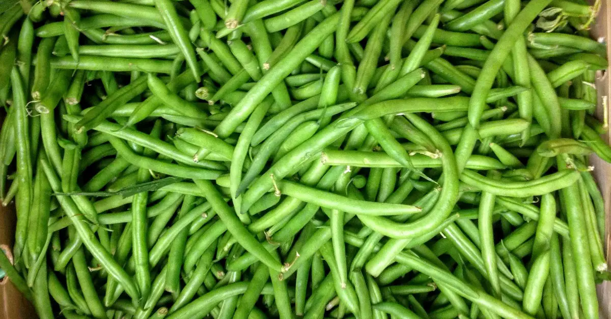 Freezing Green Beans To Blanch Or Not To Blanch It's My Sustainable