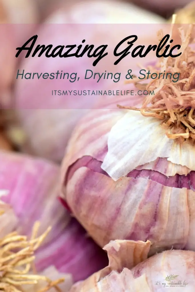 Amazing Garlic - Harvesting, Drying & Storing pin for Pinterest