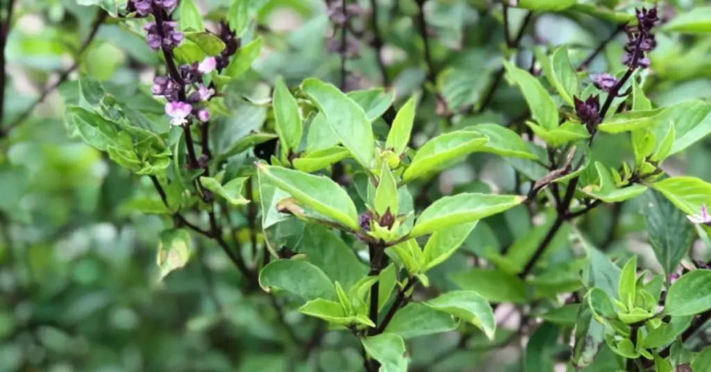 Beautiful Basil! How To Dry & Store Your Yield! closeup of flowering basil plant