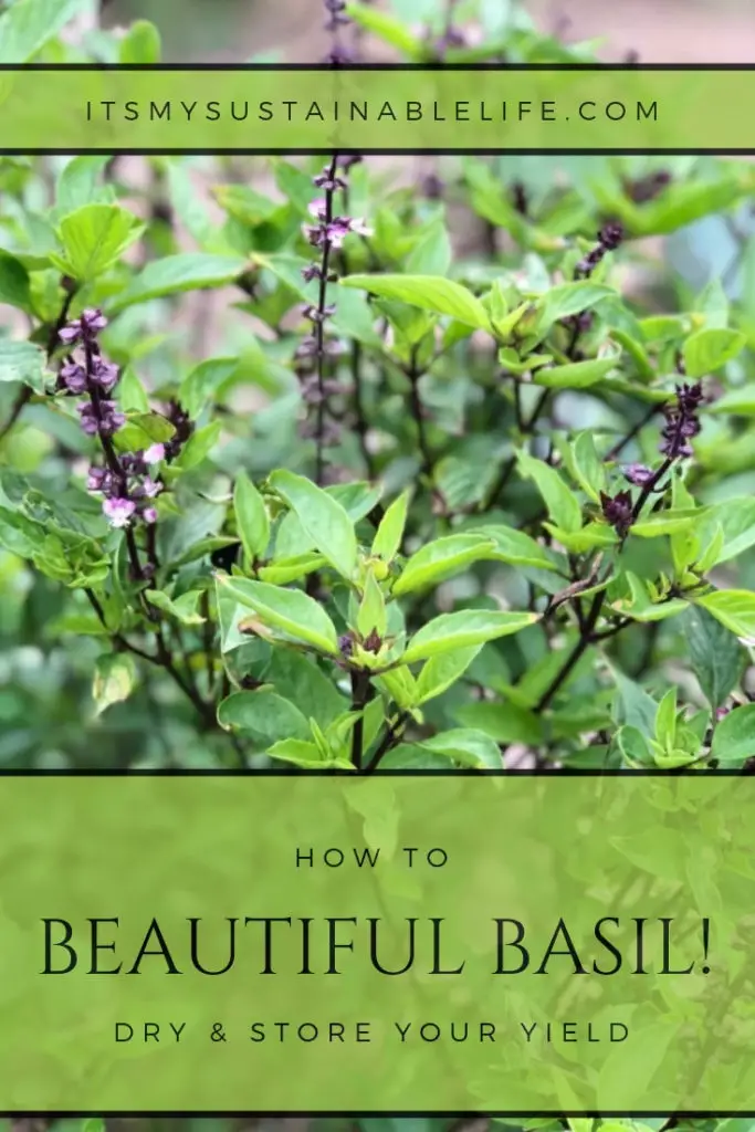 Beautiful Basil! How To Dry & Store Your Yield!