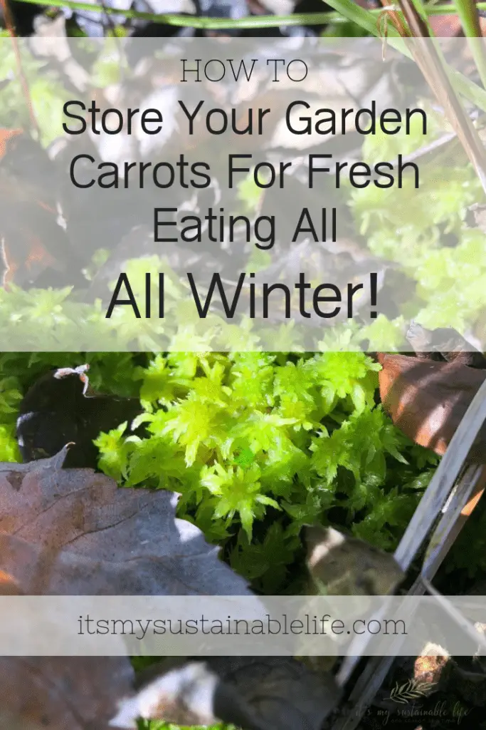 How To Store Your Garden Carrots For Fresh Eating All Winter pin for Pinterest