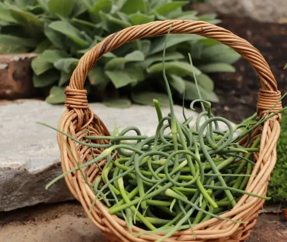 Planting Garlic image showing gathering basket of garlic scapes on stone