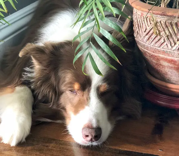 Yogi a 14 Year Old Australian Shephard