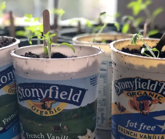 Alternatives For DIY Seedling Planting Pots On The Cheap 