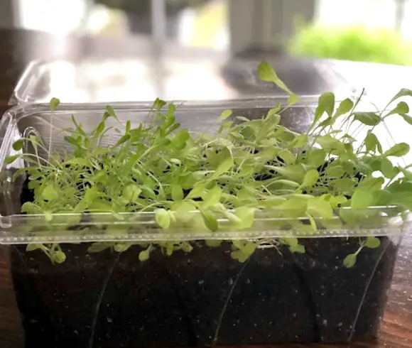 Alternatives For DIY Seedling Planting Pots On The Cheap Instant Greenhouse