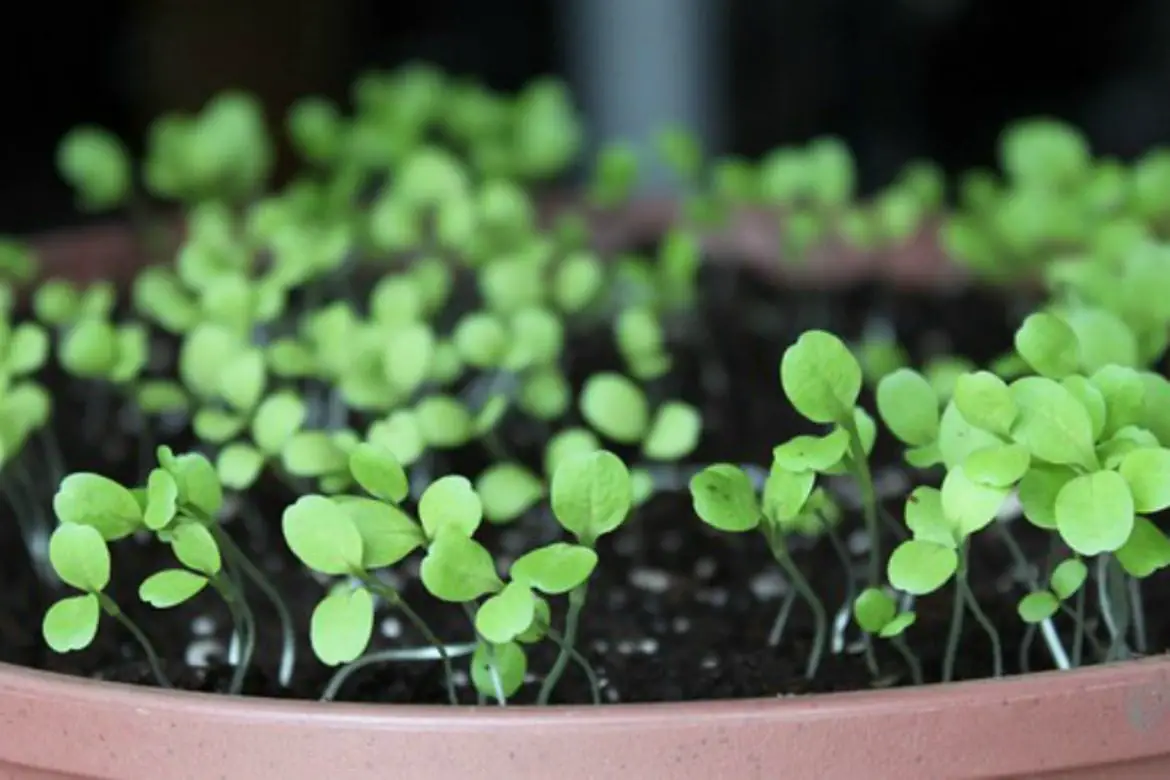 Alternatives For DIY Seed Planting Pots On The Cheap closeup of seedlings in pot