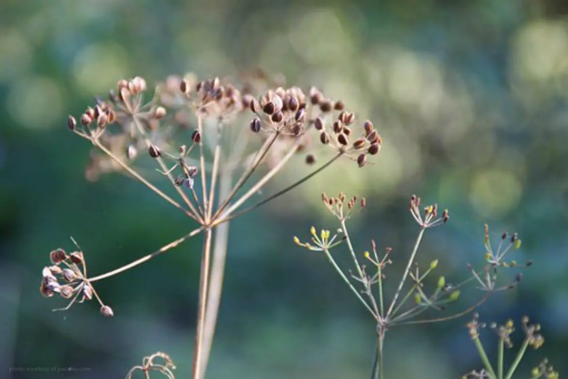 Vegetable & Herb Seeds - Know The Differences closeup of dill seed head