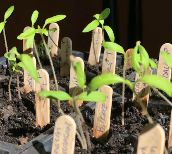 When Life Hands You Heirloom Seeds Just Plant 'Em! seedlings