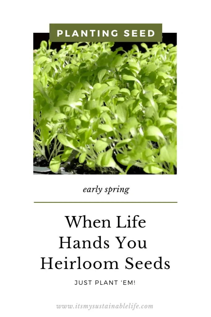 When Life Hands You Heirloom Seeds, Just Plant 'Em! pin for Pinterest