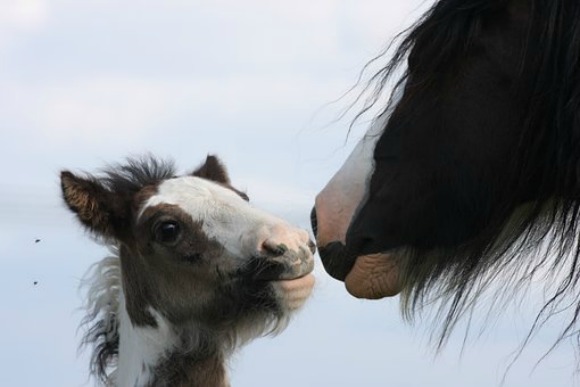 Motherhood What It Means To You mare and foal