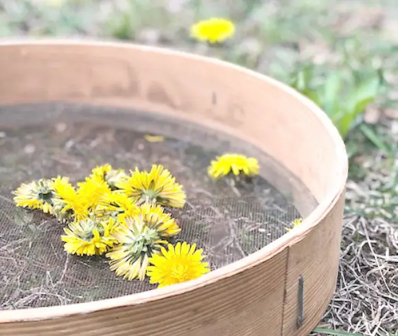 Dandelion infused oil blossom preparation