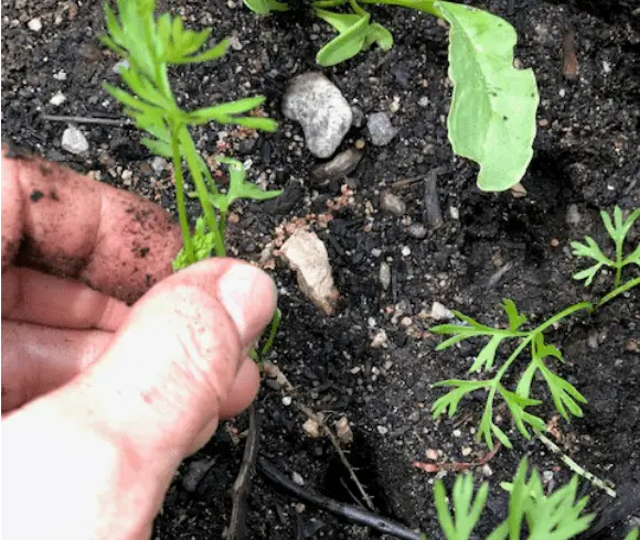 To transplant carrot seedlings, poke a hole into the earth where you would like the seedling