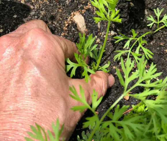Thin carrots to allow them to mature fully.  Pinch the soil around the transplanted seedling for good connection with the soil.