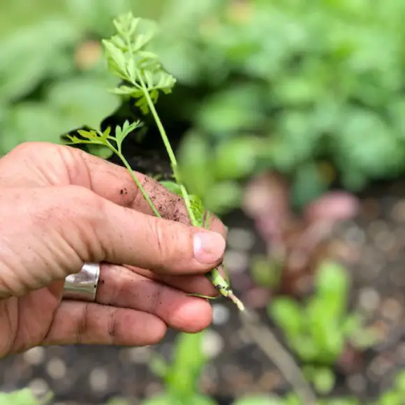 Thin carrots by gently pulling at the base of the green (where it meets the soil line) and gently pull