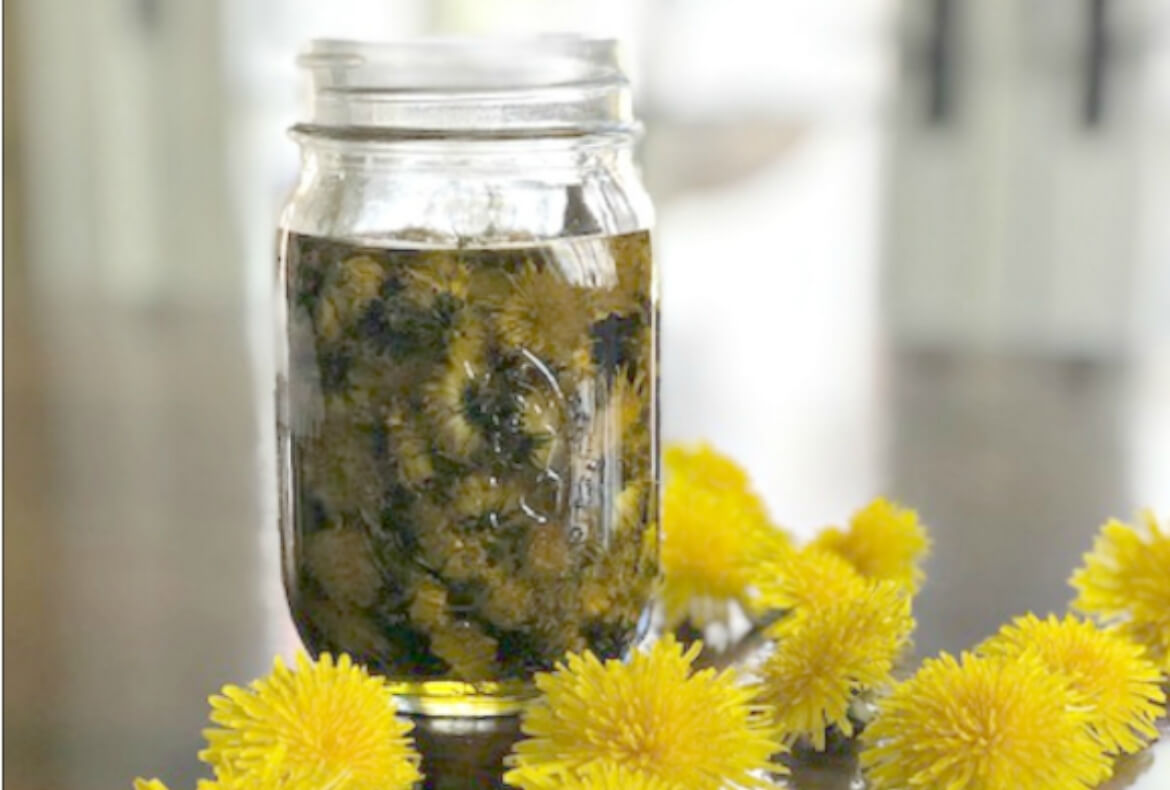 How To Make Your Own Dandelion Oil Infusion 2) image of jar filled with dandelion flowers and oil surrounded by fresh dandelion flowerheads