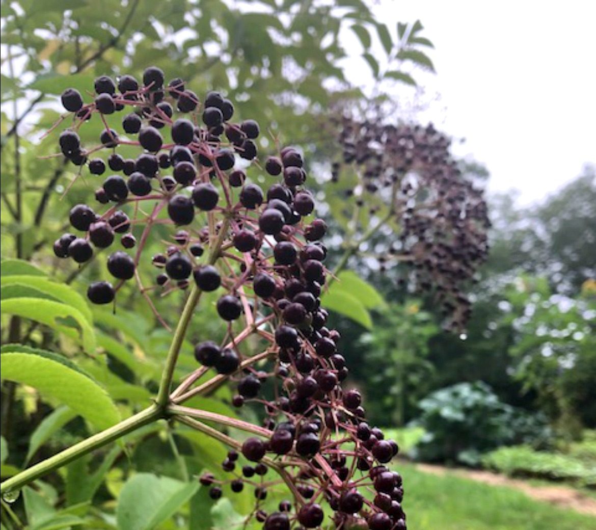 14 Elderberry Benefits featured image showing ripe elderberry cluster flowerhead on bush