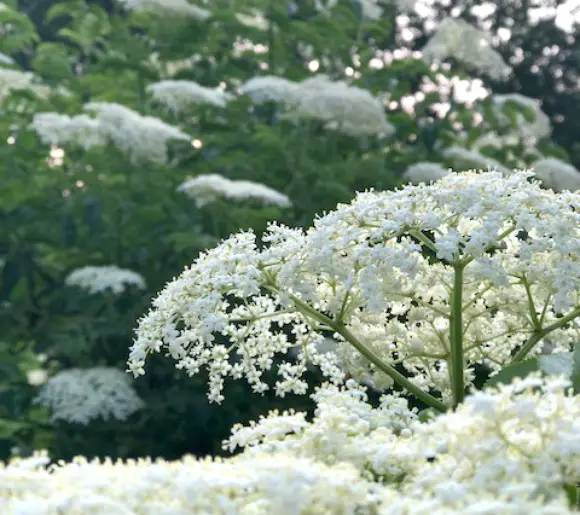 14 Elderberry Benefits closeup picture of elderflower