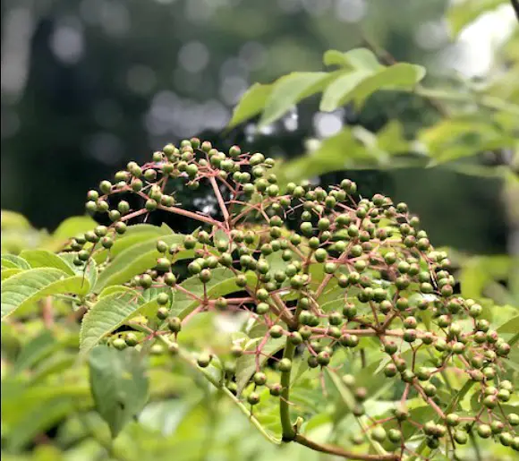14 Elderberry Benefits closeup of green unripened elderberries