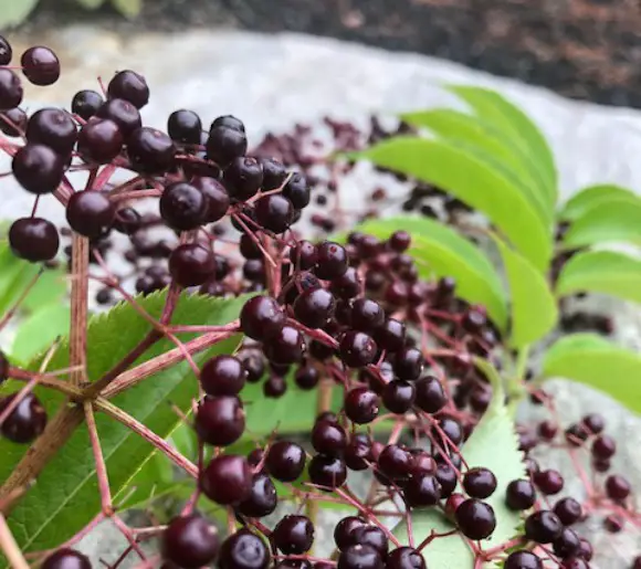 14 Elderberry Benefits closeup of ripened elberberries