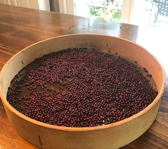 14 Elderberry Benefits picture of elderberries in mesh sieve ready for drying process