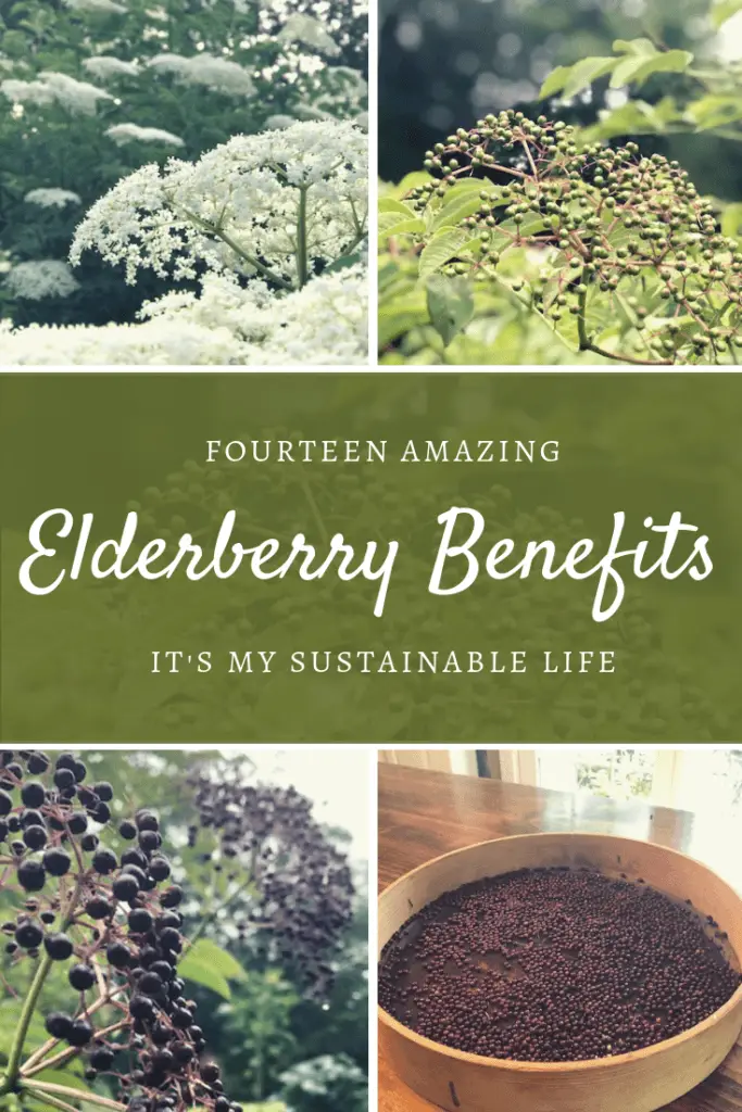14 Elderberry Benefits pinnable image