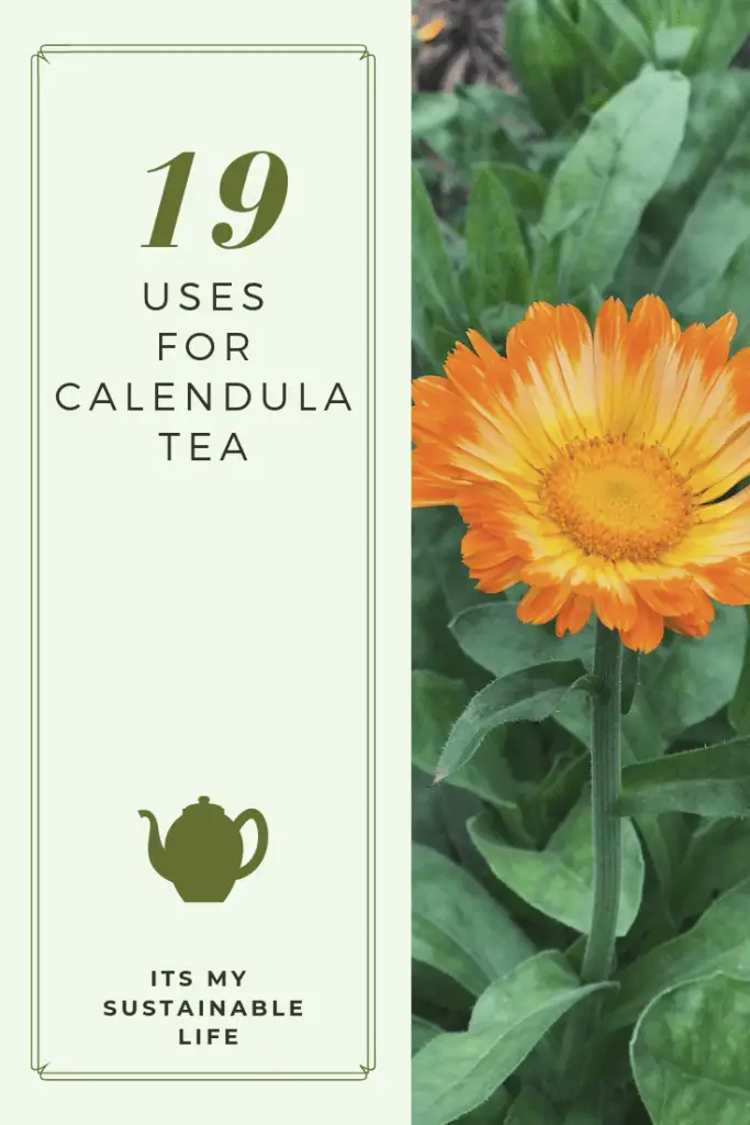 19 Uses For Calendula Tea pinnable image