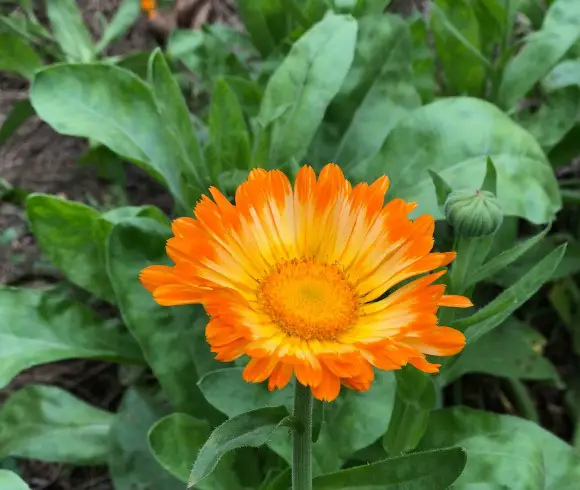 19 Uses For Calendula Tea upclose picture of calendula flower