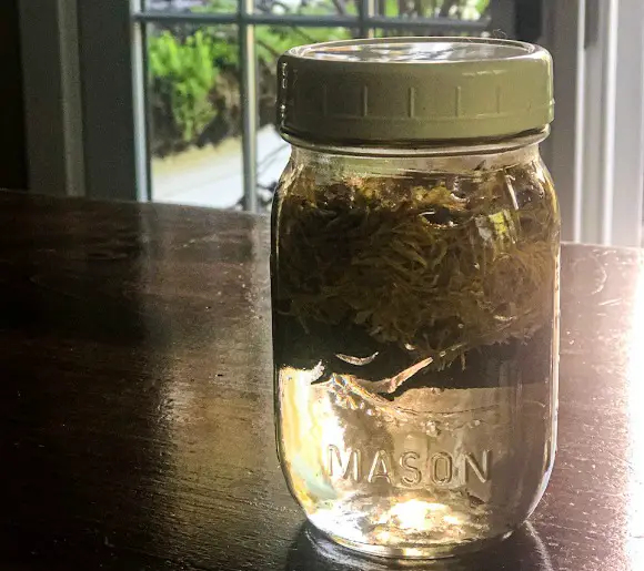 19 Uses For Calendula Tea
