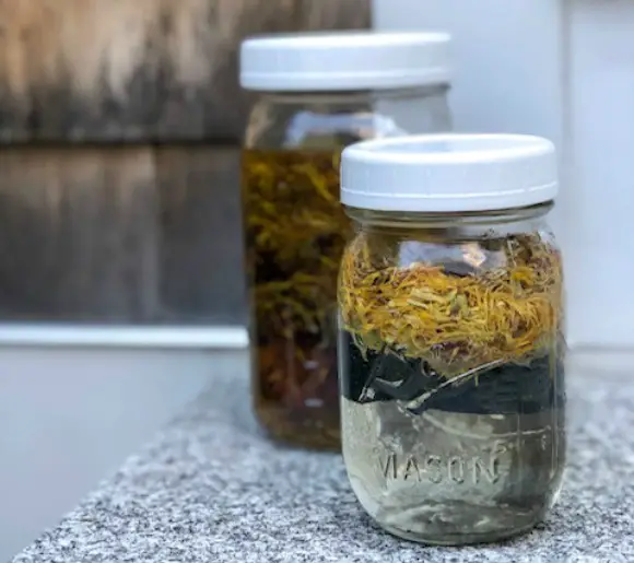 19 Uses For Calendula Tea jars brewing in the sun for calendula sun tea