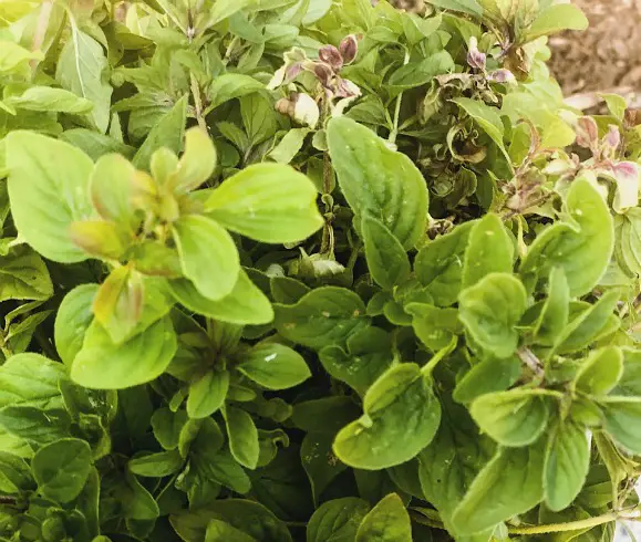 13 Ways To Preserve Fresh Herbs closeup view of fresh oregano