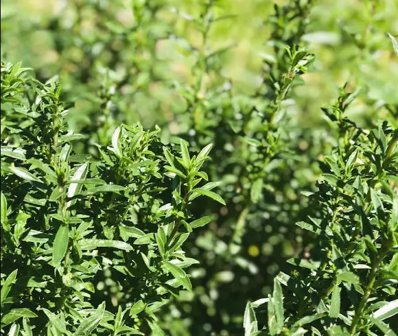 13 Ways To Preserve Fresh Herbs closeup view of fresh thyme growing in garden
