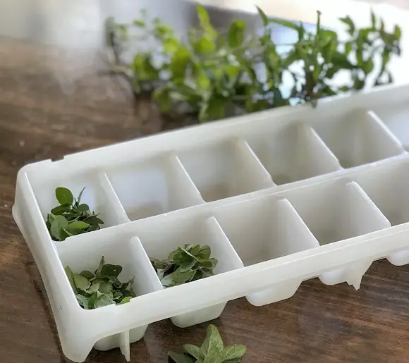 13 Ways To Preserve Fresh Herbs showing fresh herb leaves being placed into ice cube tray