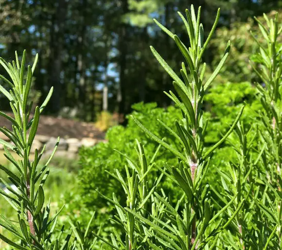 13 Ways To Preserve Fresh Herbs closeup view of fresh rosemary growing in the garden