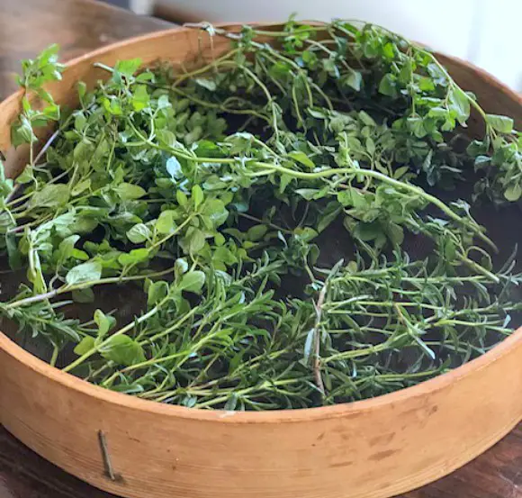 13 Ways To Preserve Fresh Herbs fresh oregano, thyme, and roselmary in antique sieve to dry