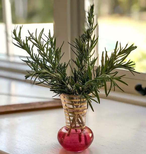 13 Ways To Preserve Fresh Herbs fresh rosemary in antique vase to root in water