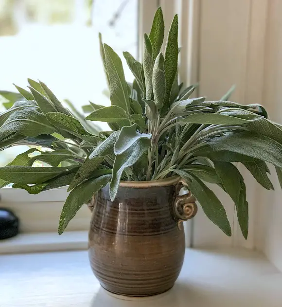 13 Ways To Preserve Fresh Herbs fresh sage in vase to display and dry