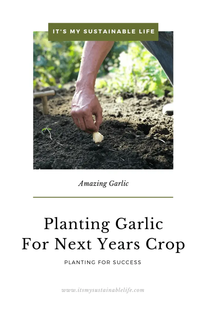 Amazing Garlic How To Plant For Next Years Crop