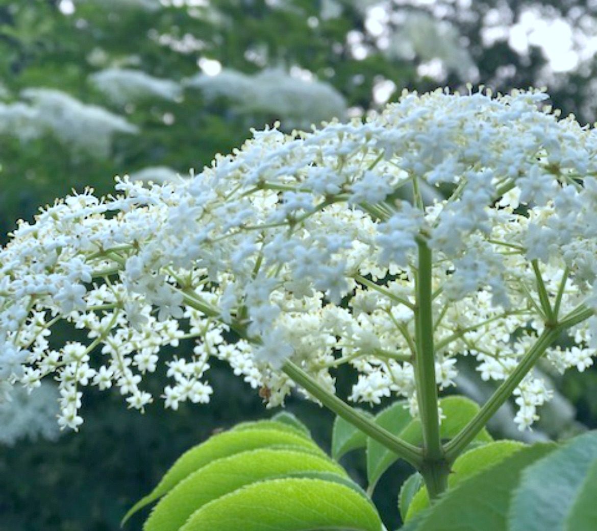 How To Make Elderberry Syrup closeup picture of elderflower in bloom