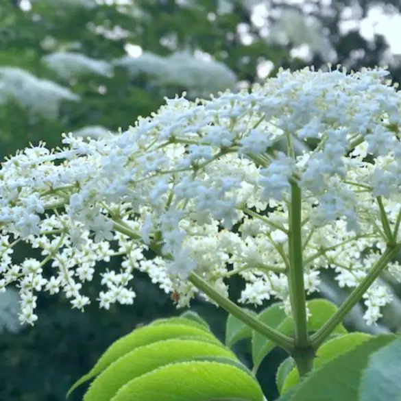 How To Make Elderberry Syrup closeup picture of elderflower in bloom