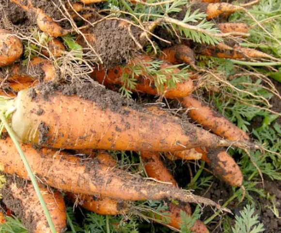 Why We Should DIY - Getting To The Root Of It freshly harvested carrots with roots intact