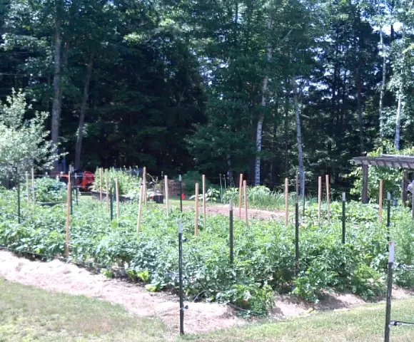 Why We Should DIY - Getting To The Root Of It wide view of vegetable garden