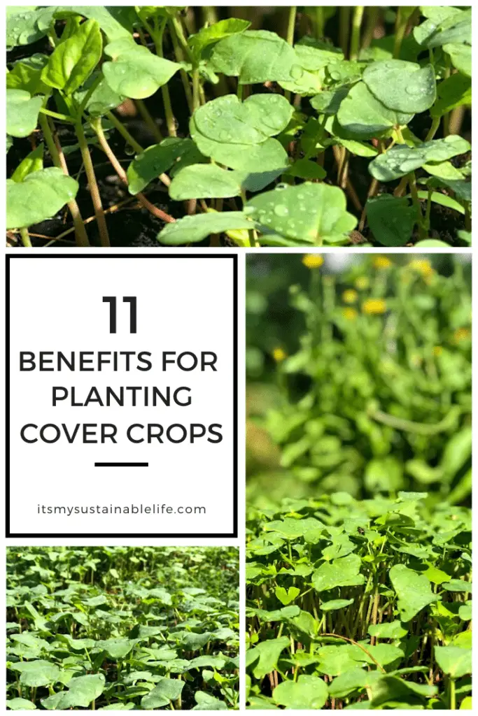Cover Crops - The Best Green Manure For Your Garden pin for Pinterest