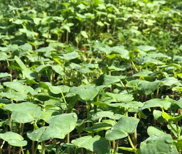 Cover Crops - The Best Green Manure For Your Garden are easy ways to add green manure, nutrients, and organic matter to your garden in both fall and winter, closeup view of buckwheat growing