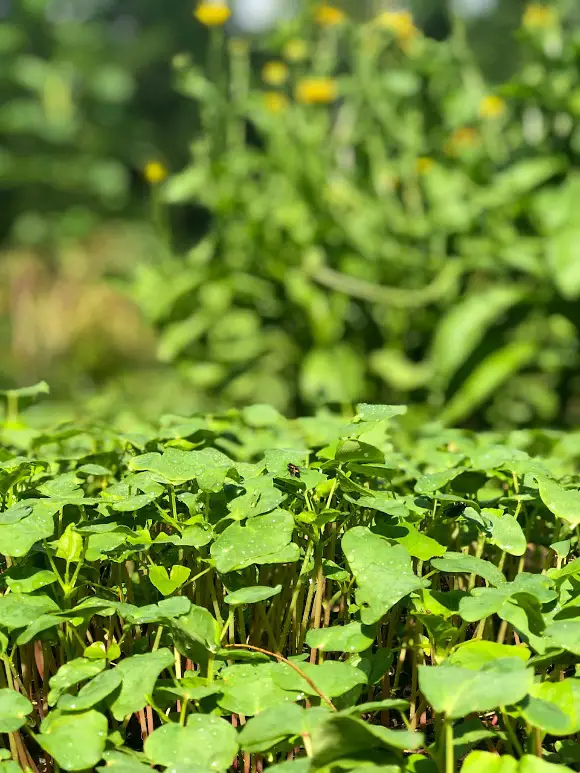 Cover Crops - The Best Green Manure For Your Garden is an easy way to add green manure, nutrients, and organic matter to your garden in both fall and winter. | It's My Sustainable Life @itsmysustainablelife #covercrops #greenmanure #fallcovercrops #wintercovercrops #covercropbenefits #itsmysustainablelife