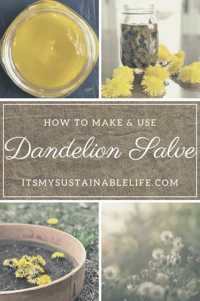 Dandelion Salve And Its Many Uses pin for Pinterest