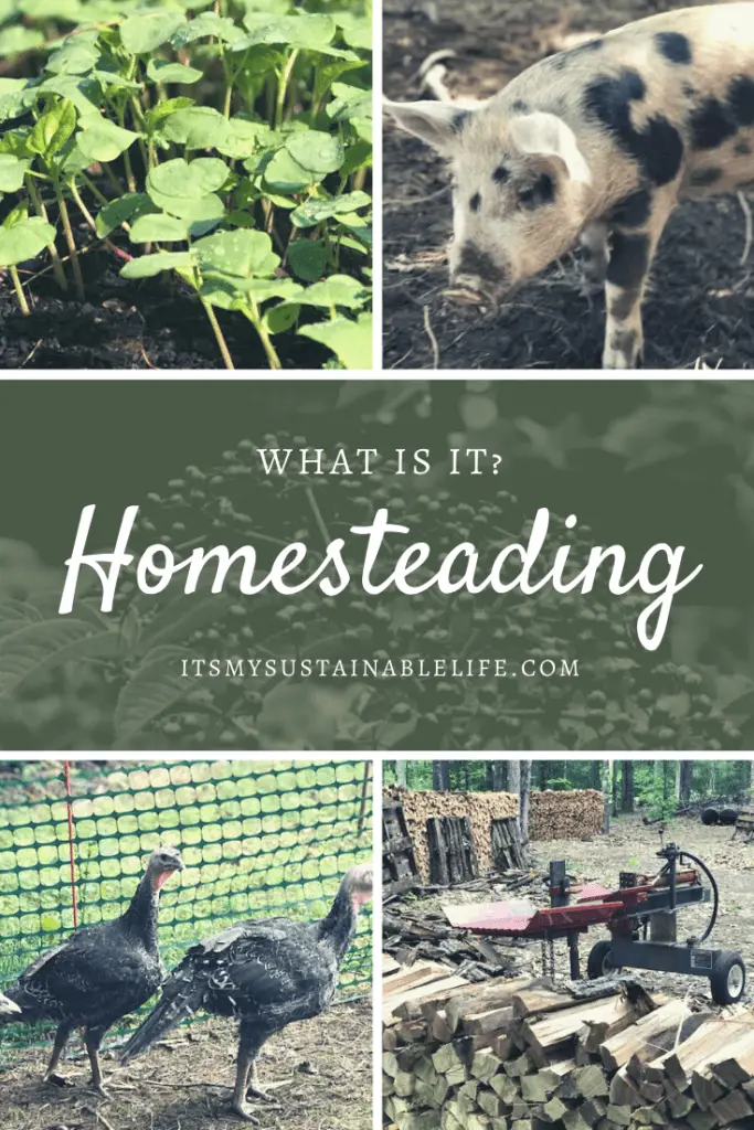 Homesteading - What Is It pin for Pinterest